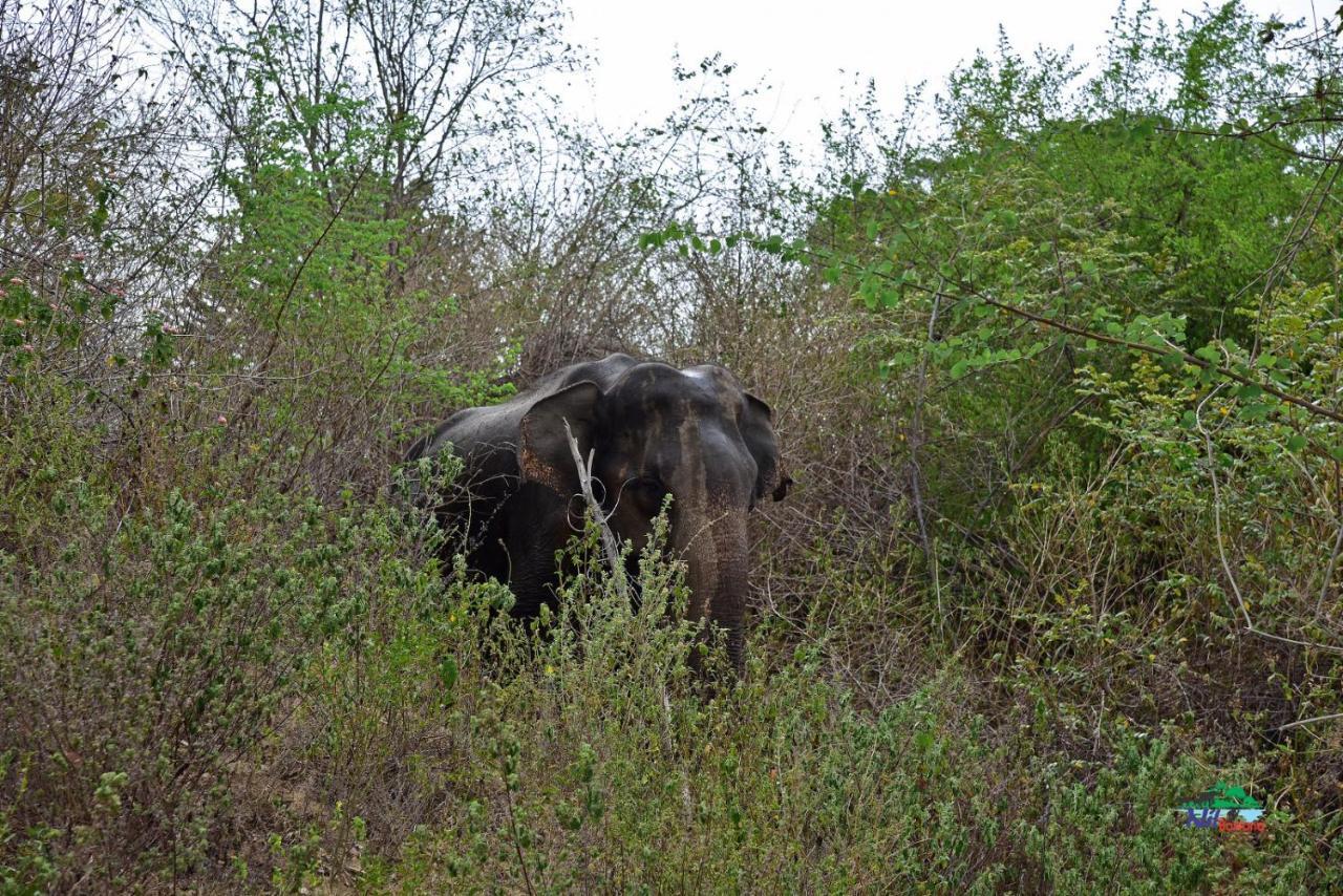 Nil Bawana Nature Resort Udawalawe Eksteriør bilde