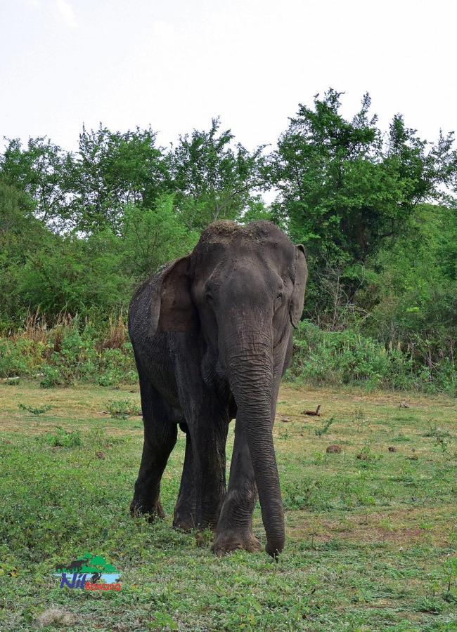 Nil Bawana Nature Resort Udawalawe Eksteriør bilde